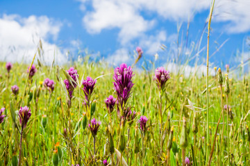 Close up of Owl's clover (Castilleja exserta) wildflower, California