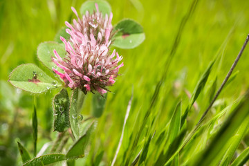 Close up of Rose clover (Trifolium hirtum) wildflowers blooming on a field, San Francisco bay area, California