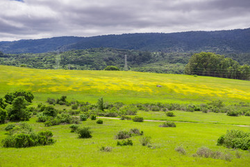 Fototapeta na wymiar Wildflowers on the verdant hills on Edgewood County Park, San Francisco bay, California