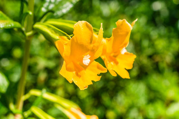 Close up of Sticky Monkey Flowers (Diplacus aurantiacus), California © Sundry Photography