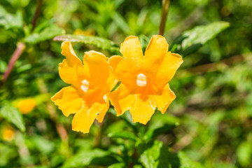 Close up of Sticky Monkey Flowers (Diplacus aurantiacus), California
