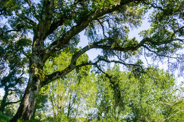 Large oak tree providing shade, San Francisco bay area, California