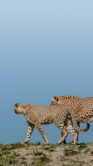 Portrait of strong and fast African cheetah on move for prey, close up, young adults, paste space