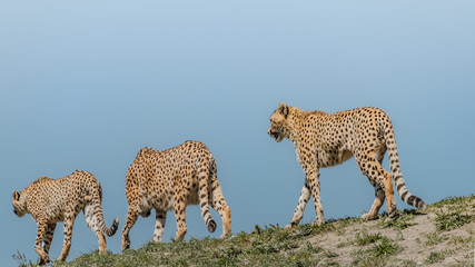Portrait of strong and fast African cheetah on move for prey, close up, young adults, paste space © neurobite
