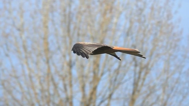 Red kite eagle bird hovers in the air slow motion
