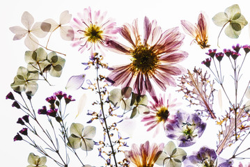 dry flowers on the white background
