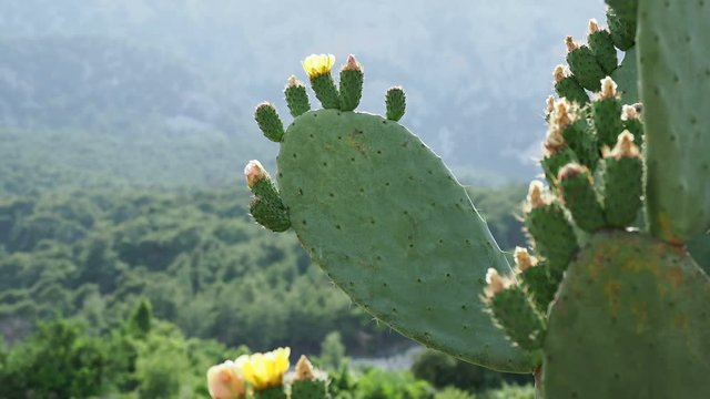 Cactus Opuntia prickly pear with edible yellow fruits. Turkey.