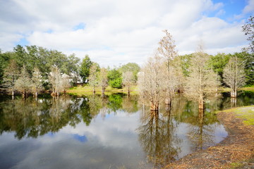 Cypress Trees grow in water, taken in Florida