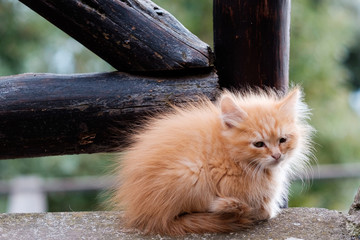 Katze