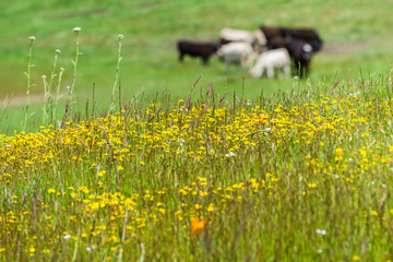 Goldfield wildflowers blooming on a meadow; blurred cattle grazing in the background; San Jose, south San Francisco bay, California