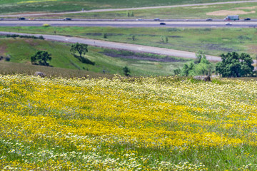 Fototapeta na wymiar Meadow full of goldfield wildflowers; freeway in the background, south San Francisco bay area, California