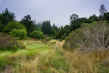 Fototapeta na wymiar Fog rolling over hills and meadows, Santa Cruz, California