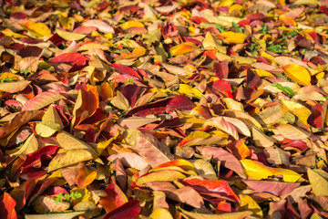 Colorful fallen leaves covering the ground; background for autumn