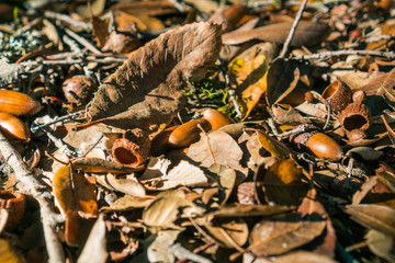 Fallen leaves and acorns in a forest in California, San Francisco bay area; background for autumn
