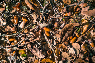 Fallen leaves and acorns in a forest in California, San Francisco bay area; background for autumn