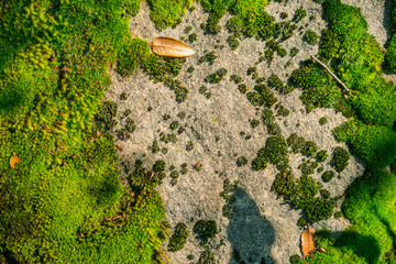 Close up of green moss covering a rock in Castle Rock State Park, Santa Cruz mountains, San Francisco bay area, California