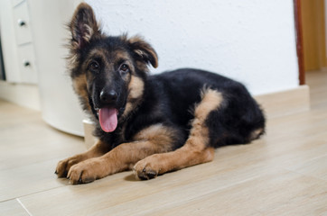 Happy german shepherd puppy lying down with his tongue out