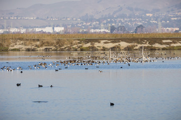 Northern Shoveler ducks resting in the waters of south San Francisco bay, Alviso, San Jose, Santa Clara county, houses and buildings from Fremont in the background; California