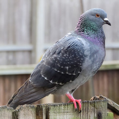 Garden Pigeon