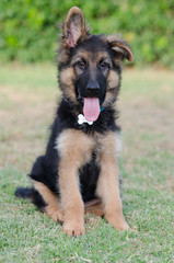 German shepherd puppy sitting on the grass with the tongue out