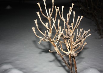 Frozen branches with dark background