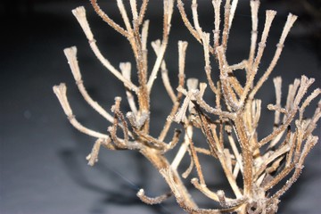 Frozen branches with dark background