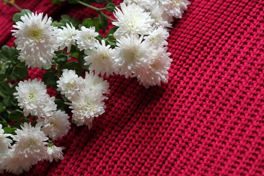 White astera alpine on crimson knitted background with a pattern. Valentines, Mothers, Womens Day and greeting concept. Banner template layout mockup for post blog social media