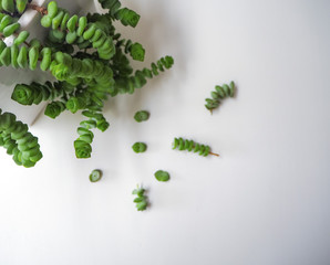 Jade necklace succulent plant with small cuttings next to it on a white wooden background, ready to be propagated