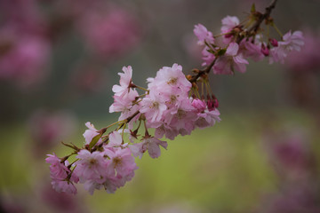 Cherry Blossom
