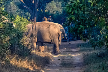 Blocked trail by Indian elephants (Elephas maximus indicus) in Jim Corbett National Park, India