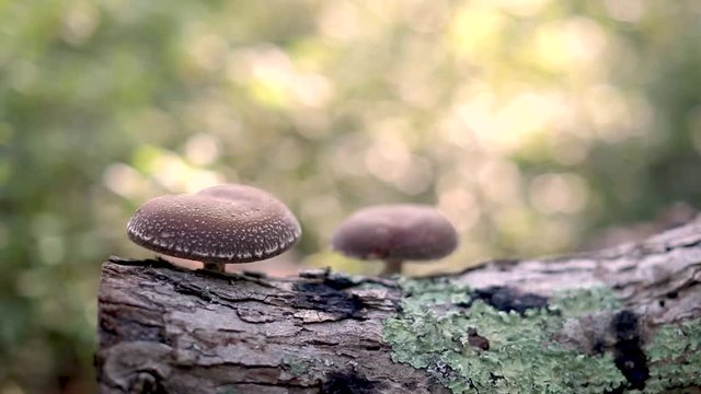 Artisanal shiitake mushrooms