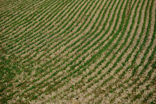 tractors sowing and working fields in the province of alava (the Basque country)