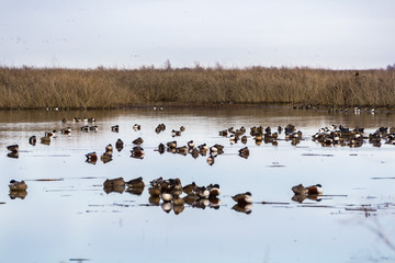 Northern shovelers sleeping in the wetlands of Sacramento National Wildlife Refuge, California