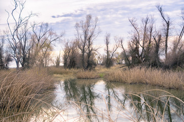 Restored ponds and marshes in Sacramento National Wildlife Refuge on a cloudy day, California