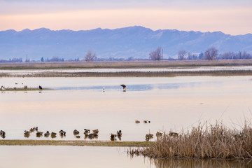 Wildlife viewing at the restored wetlands of Sacramento National Wildlife Refuge; young bald eagle eating a goose in the middle of a shallow pond; California