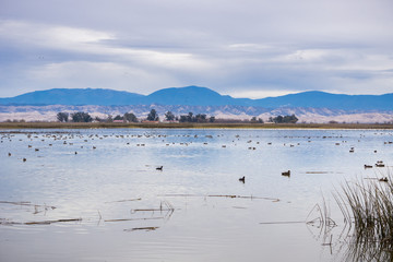 Waterfowl on the restored marshes of Sacramento National Wildlife Refuge, California