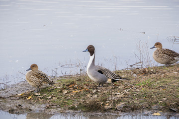 Northern Pintail, Sacramento Naitonal Wildlife Refuge, Llano Seco Unit, California