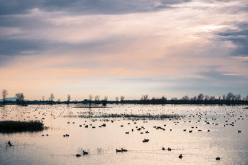 Waterfowl wintering on the ponds of Llano Seco Unit, Sacramento National Wildlife Refuge, California