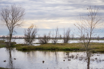 Restored wetlands at Llano Seco Unit wildlife refuge, Sacramento National Wildlife Refuge, California