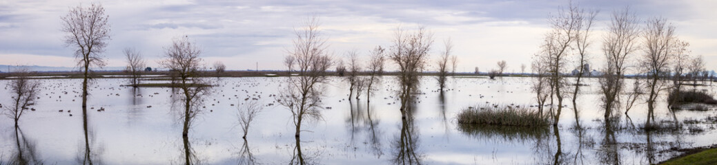 Panoramic view of the marshes of Llano Seco Unit wildlife refuge, Sacramento National Wildlife Refuge, California