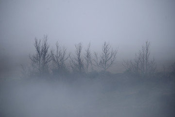 Fototapeta na wymiar amanecer con espesa niebla en el barrio de Salburua en la ciudad de Vitoria-Gasteiz (Alava), País Vasco, España