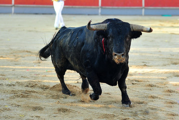 toro negro español