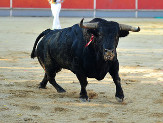 toro negro español