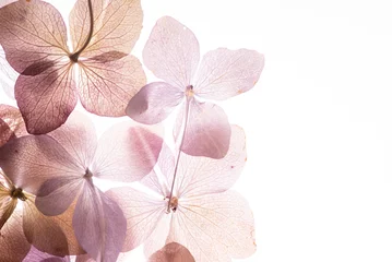 Fototapeten rosa Hortensienblüten auf dem weißen Hintergrund. floristisches Konzept © Maksim Shebeko