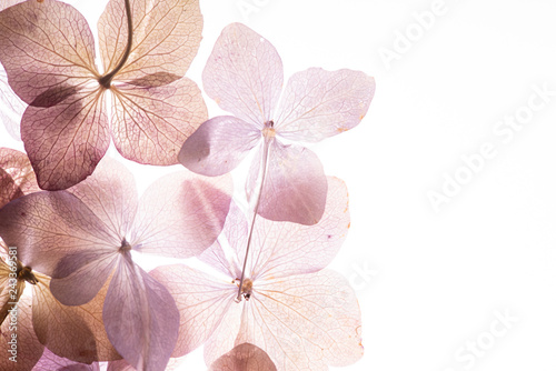 pink hydrangea flowers on the white background. floristic concept