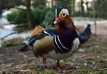 Duck in the park 