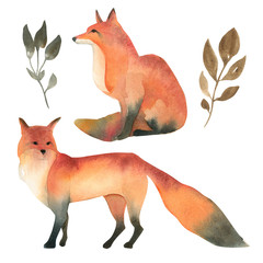 Watercolor illustartion of red wild fox isolate on white background. Realistic forest animal sketch.