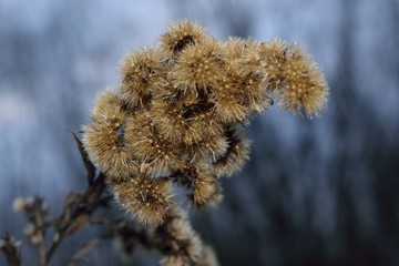 Winter plant 