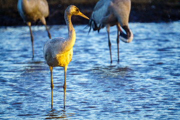 Common Crane birds in the Agamon Hula bird refuge