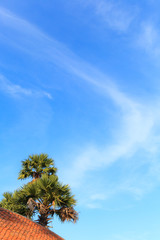 Fototapeta premium Summertime Season, Tropical Palm Coconut Tree on bright sunny day with colorful blue sky and cloudscape background. Traveling, Vacation, Refreshing, Relaxing, Holiday, Vacation and Cheering up concept